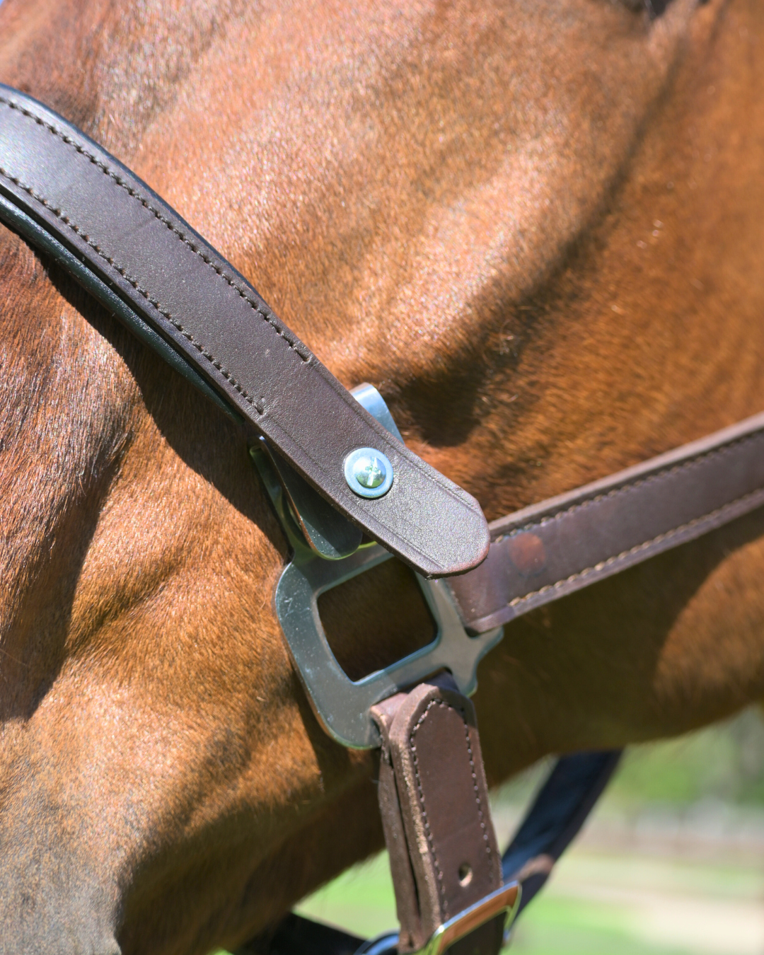 Magna Halter ™ in Blue with Leather Breakaway