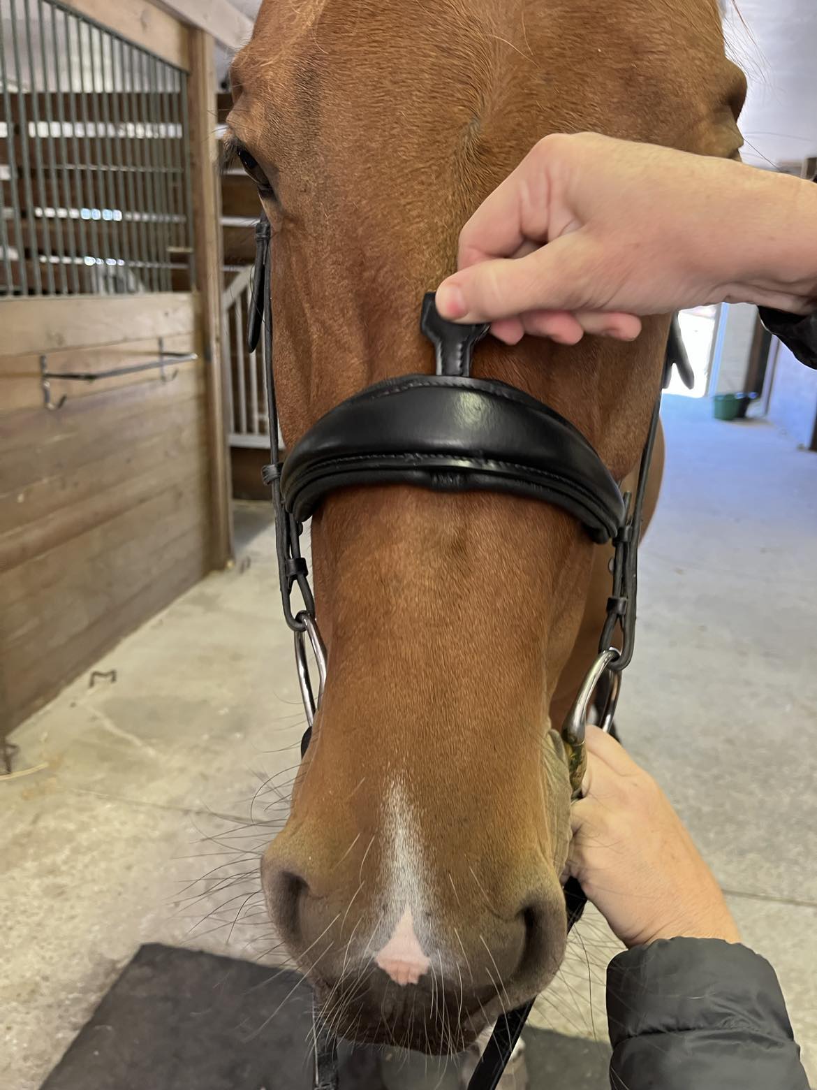 Hidden Flash! Pro-fit Comfortable Bridle with Patent Noseband and Crystal Browband