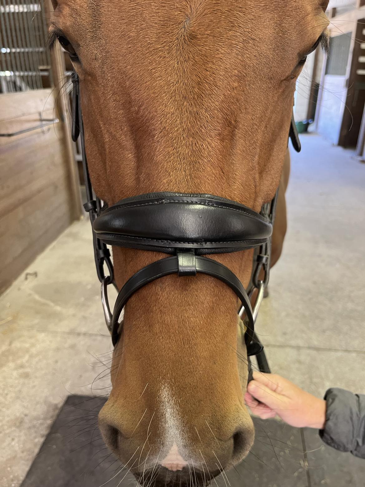 Hidden Flash! Pro-fit Comfortable Bridle with Patent Noseband and Crystal Browband