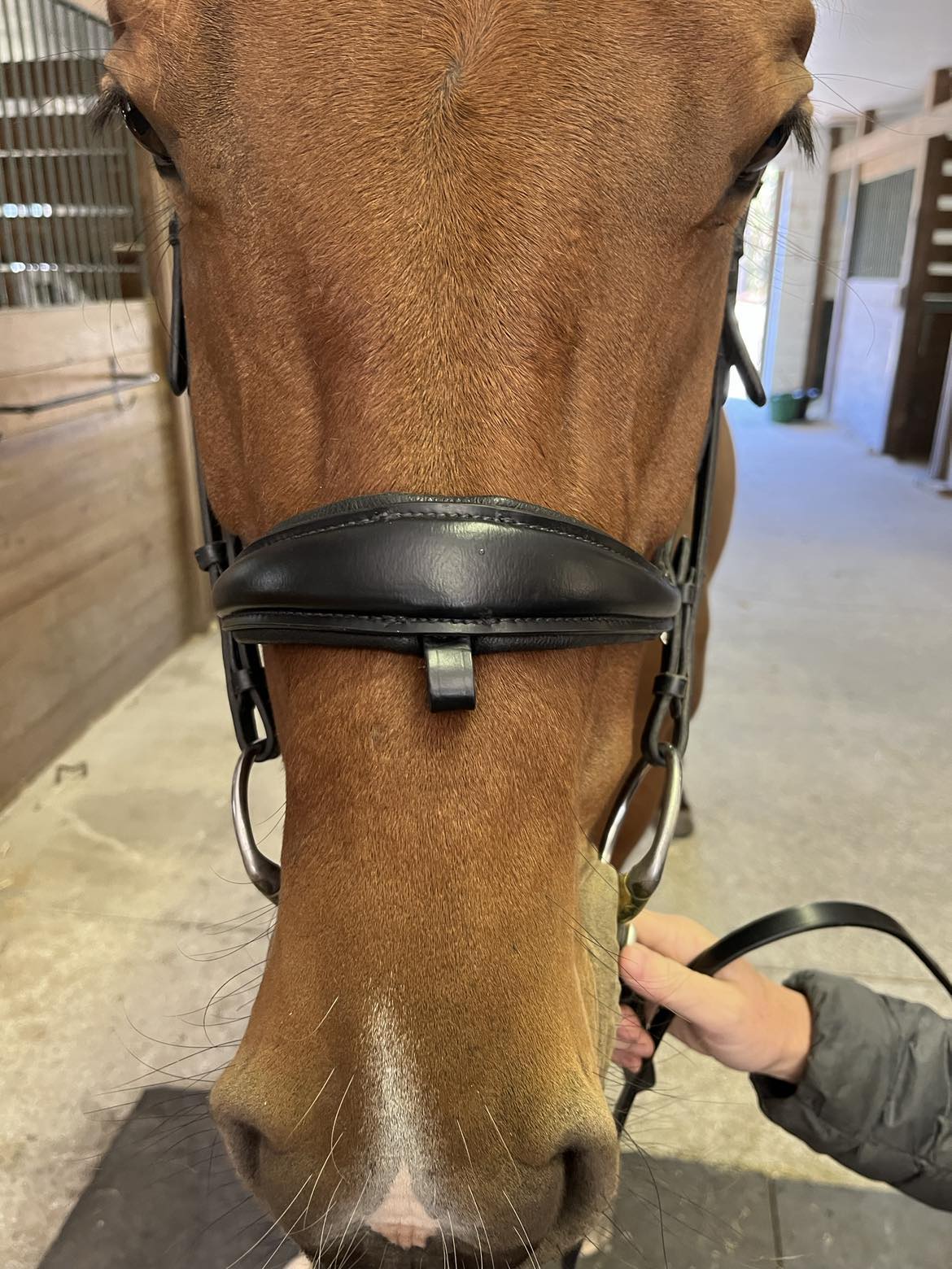 Hidden Flash! Pro-fit Comfortable Bridle with Patent Noseband and Crystal Browband