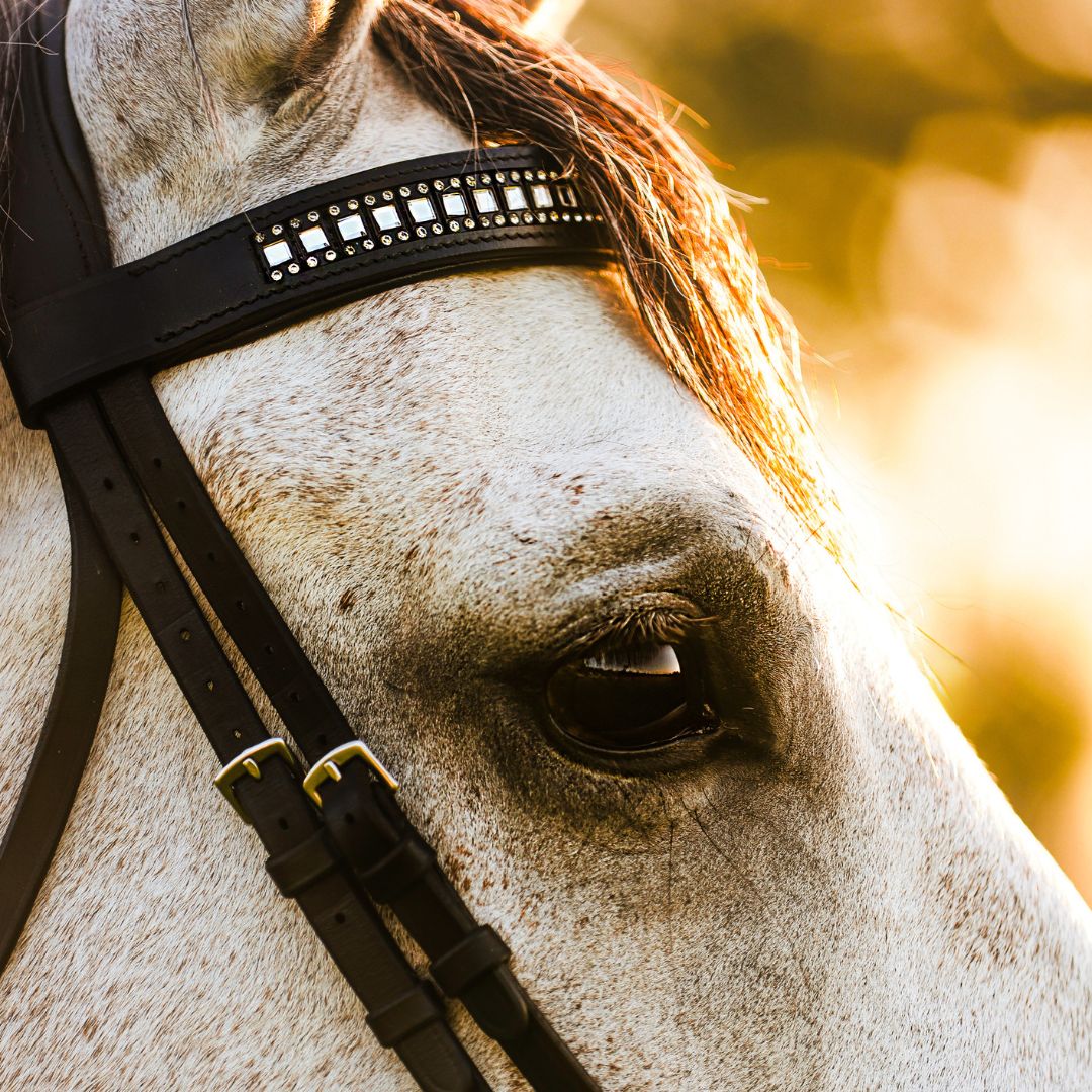 B&W - Black Saddle Pad Set