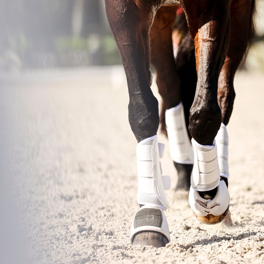 B&W - White Brushing Boots (Set of 4)