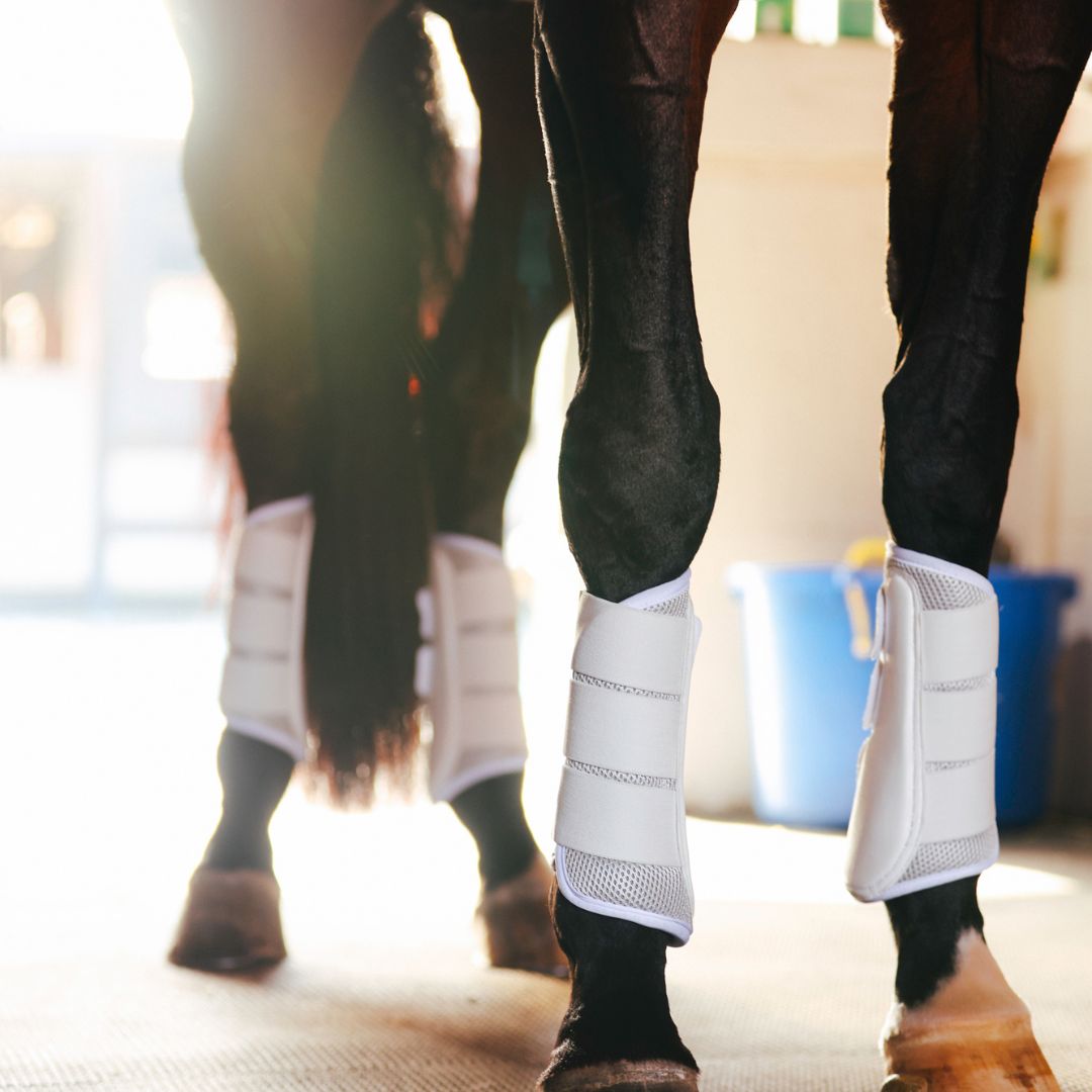 B&W - White Brushing Boots (Set of 4)