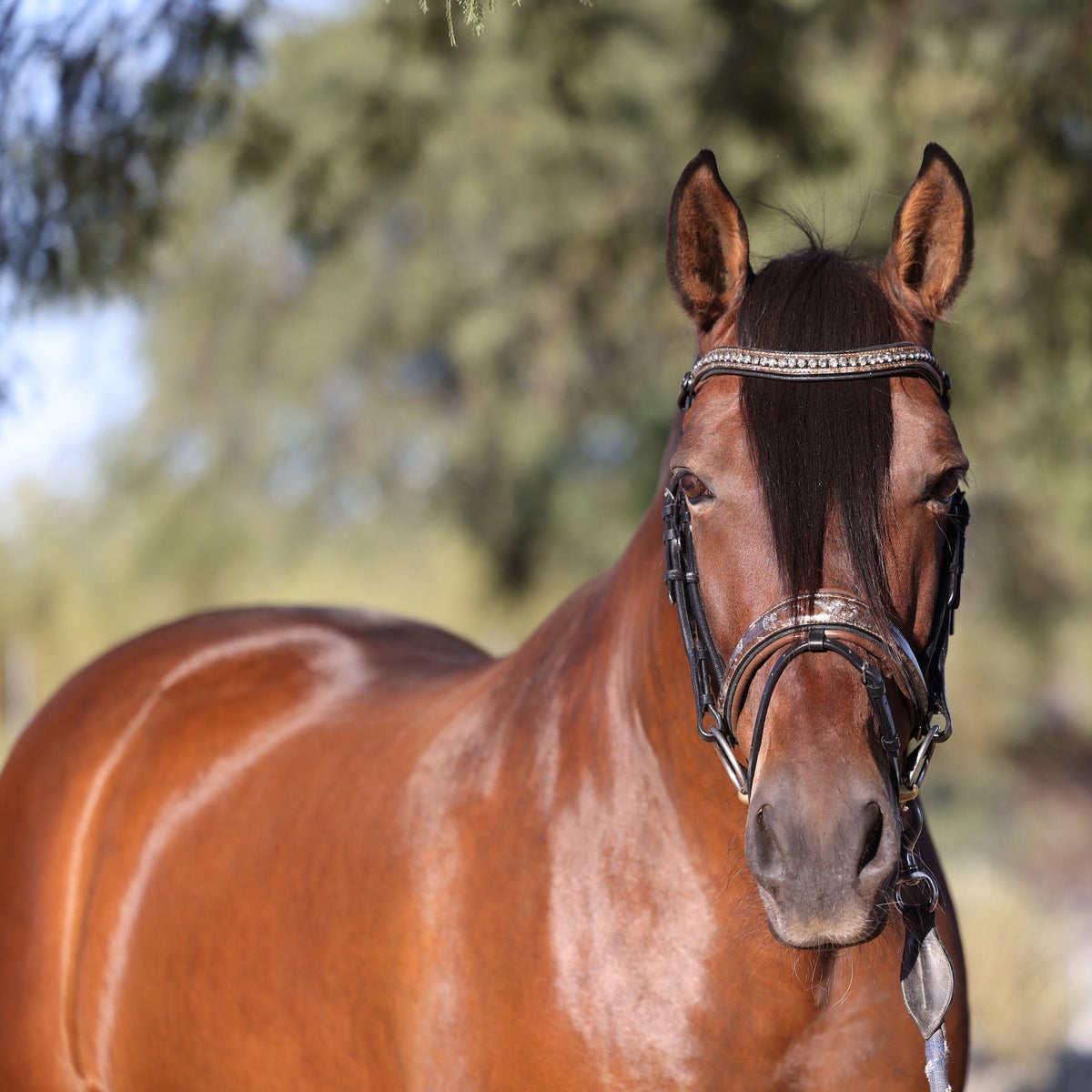 Baroque Black Snaffle Bridle with Light Brown Padding
