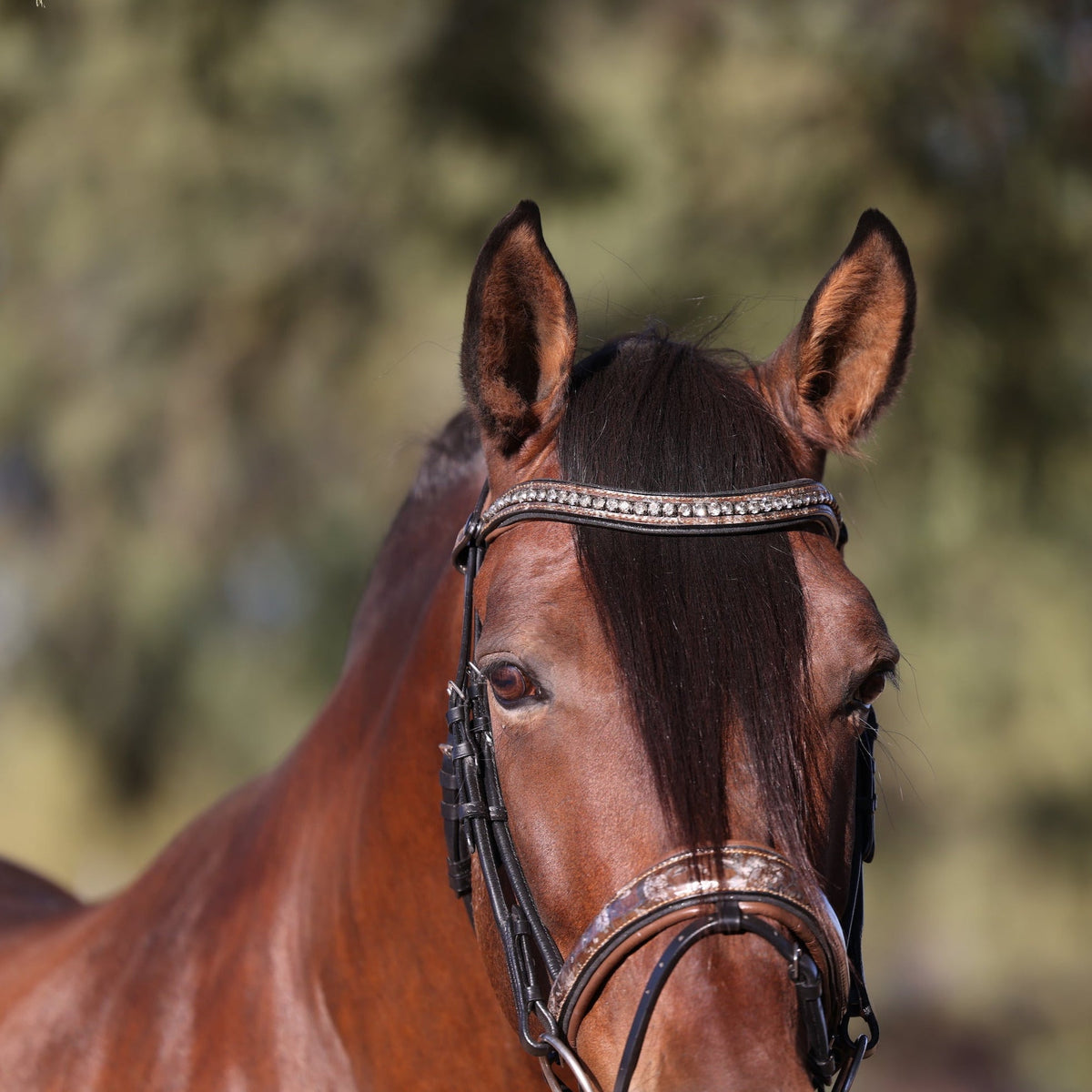 Baroque Black Snaffle Bridle with Light Brown Padding