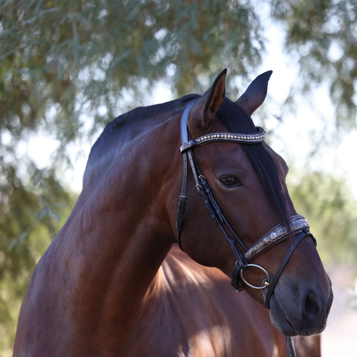 Baroque Black Snaffle Bridle with Light Brown Padding