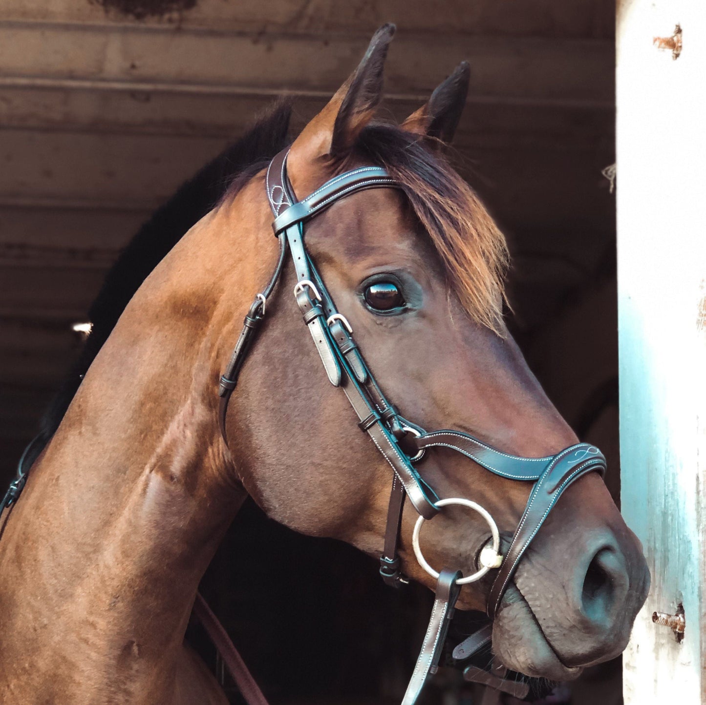 Replacement Noseband of ExionPro Anatomical Combined Flash Bridle with Reins