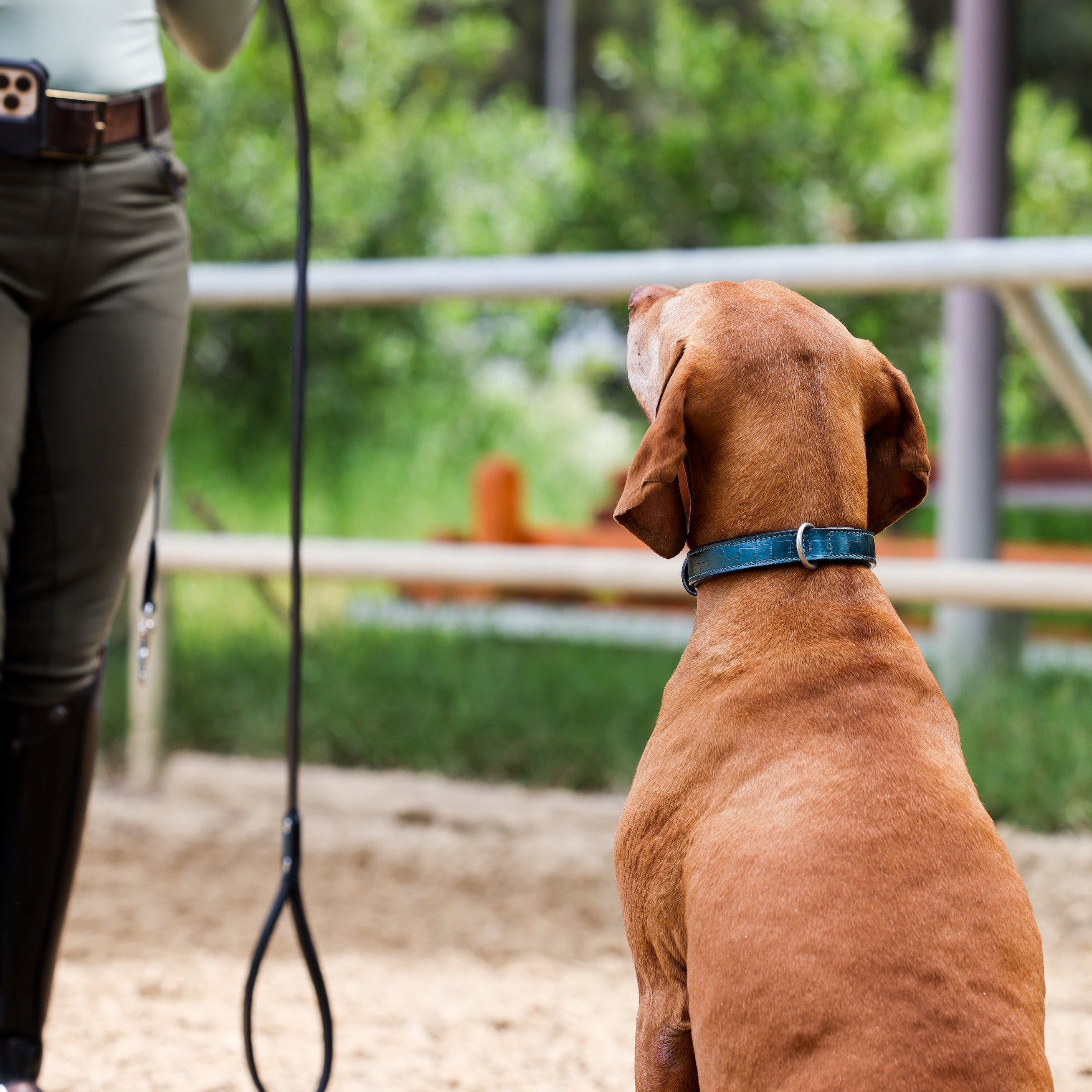 Halter Ego® Metallic Teal Croc Leather Dog Collar – Lazy B Western Wear ...
