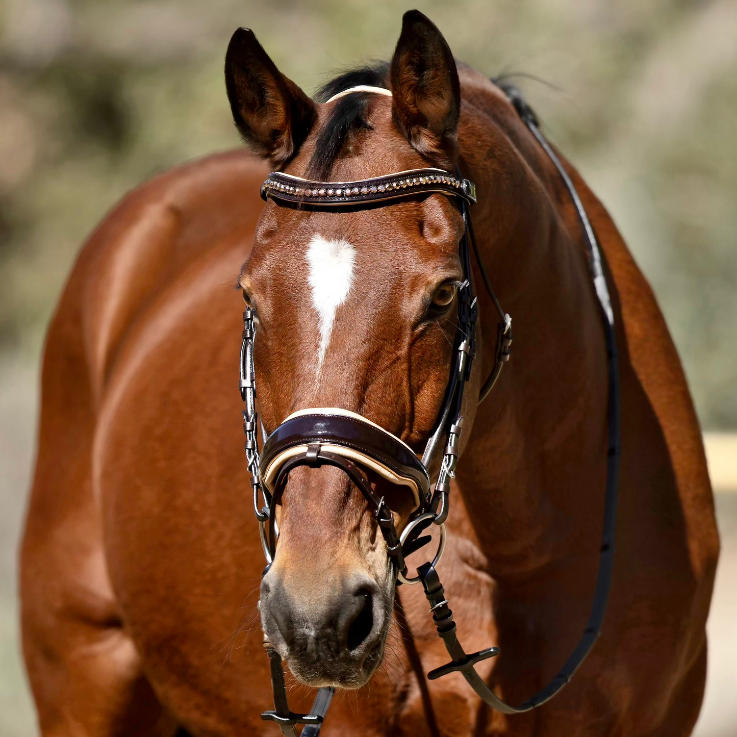 Florentina - Brown Patent Leather Snaffle with Cream Padding & Rose Gold Piping