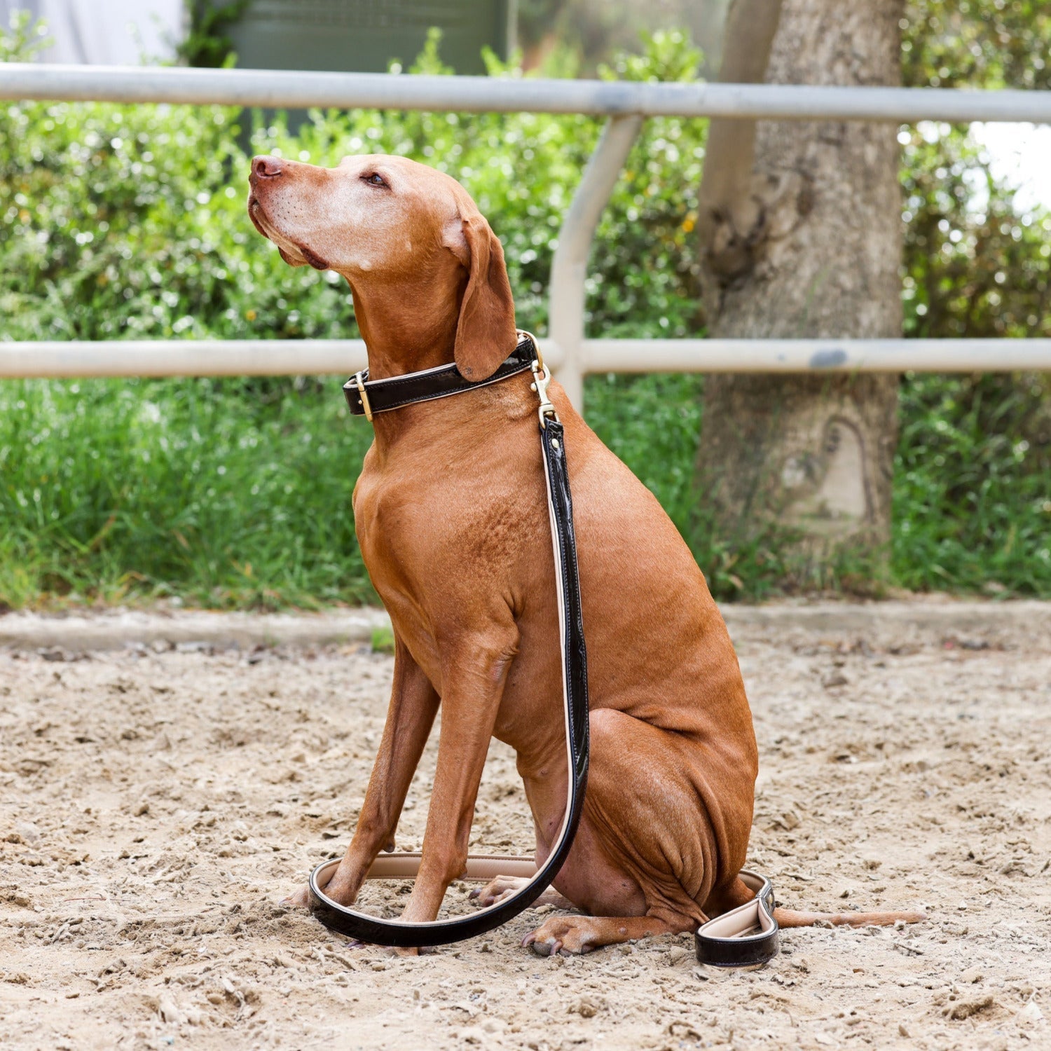 Halter Ego® Brown Patent Florence Dog Collar – Lazy B Western Wear & Tack