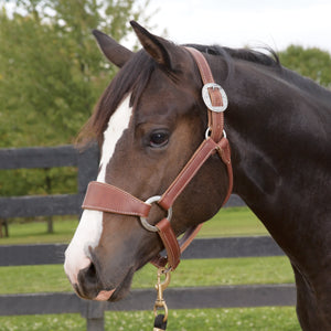 Stacy Westfall Bronc Halter, Average